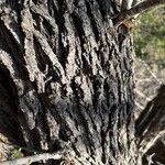Quercus fusiformis Corteza
