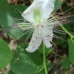 Capparis spinosa Квітка
