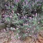 Erica cinerea Хабит