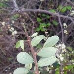 Erythroxylum cumanenseFolha