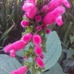 Salvia oxyphora Flower