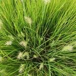 Festuca gautieri Habit