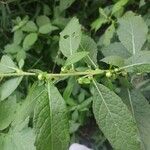 Carpesium abrotanoides Fruit