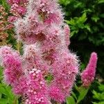 Spiraea salicifolia Blomma