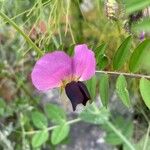 Lathyrus oleraceus Flor
