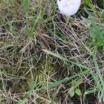 Colchicum alpinum Blomst