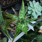 Aloe somaliensis Folha