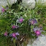 Centaurea triumfettii Virág