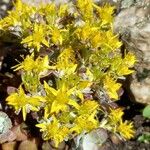 Sedum spathulifolium പുഷ്പം