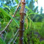 Boehmeria penduliflora Corteccia