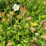 Cistus inflatus Fulla