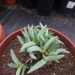 Cheiridopsis denticulata Hoja