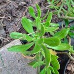 Sedum dendroideum Foglia