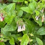 Symphytum grandiflorum Flower