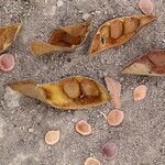 Julbernardia globiflora Frukto