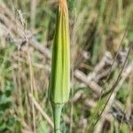 Tragopogon crocifolius Lehti