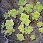 Aeonium goochiae Hoja