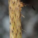 Oleandra distenta Άλλα
