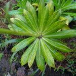 Lobelia stricta Yaprak
