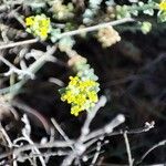 Alyssum serpyllifolium Flor