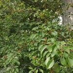 Pyrus elaeagrifolia 形態