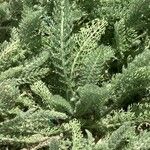 Achillea crithmifolia 叶