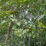 Ehretia tinifolia Hoja