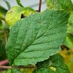 Rubus idaeus पत्ता