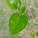 Hibiscus elatusFolha