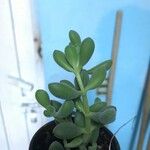 Crassula lanuginosa Folha