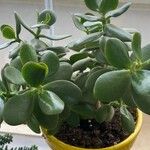 Crassula ovata Lehti