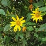 Tithonia diversifolia Blomst