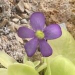 Pinguicula gigantea Flower