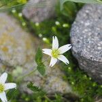 Cerastium holosteoides ᱵᱟᱦᱟ