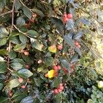 Cotoneaster franchetii Fruit