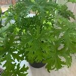 Pelargonium graveolensList