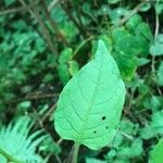 Solanum dulcamaraFeuille