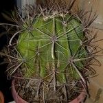 Ferocactus emoryi Escorça