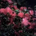 Calliandra tergemina Kvet