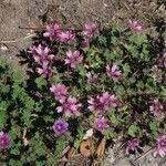 Malva sylvestrisFlower