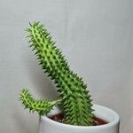 Euphorbia susannae Feuille