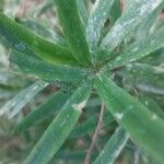 Asparagus falcatus Leaf
