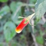 Manettia paraguariensis