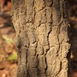 Faurea rochetiana Rinde