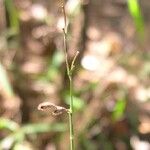 Ancistrachne numaeensis Flower