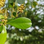 Terminalia buceras Leaf