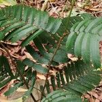 Piptadeniastrum africanum Leaf