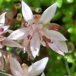 Sedum anglicumFlower