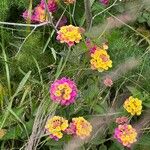 Lantana aculeata Flors