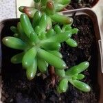 Sedum × rubrotinctumFolha